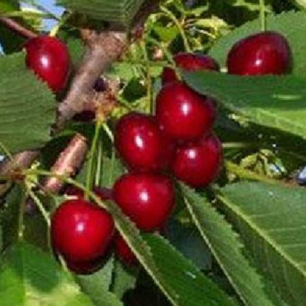 Prunus cerasus Géant d Hedelfingen pas cher Auchan fr