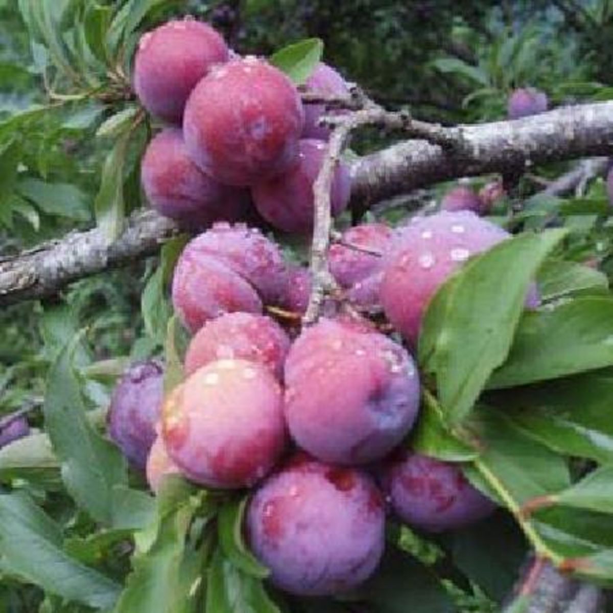 Prunus Domestica Giant Pas Cher Auchan Fr