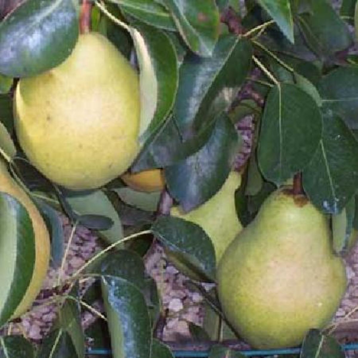 Pyrus Communis Docteur Jules Guyot Pas Cher Auchan Fr