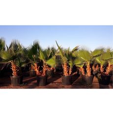 Palmier Washingtonia hybride Multi troncs