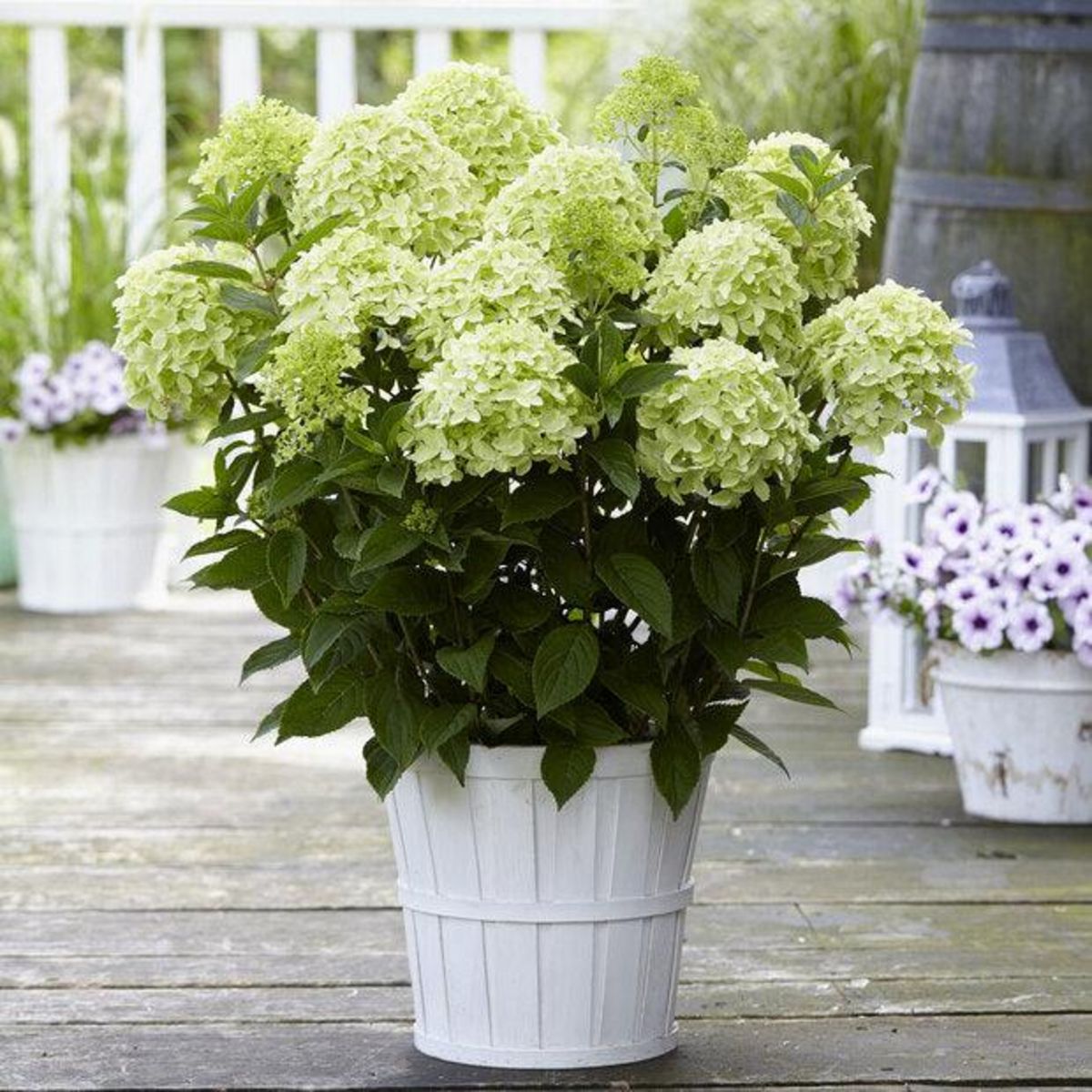 Willemse Hortensia paniculé Whitelight - Le pot de 12 cm. Hauteur ...