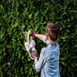 GARDENSTAR Taille haies électrique 550 W filaire