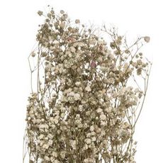  Bouquet Fleurs Séchées  Gypsophile  62cm Blanc