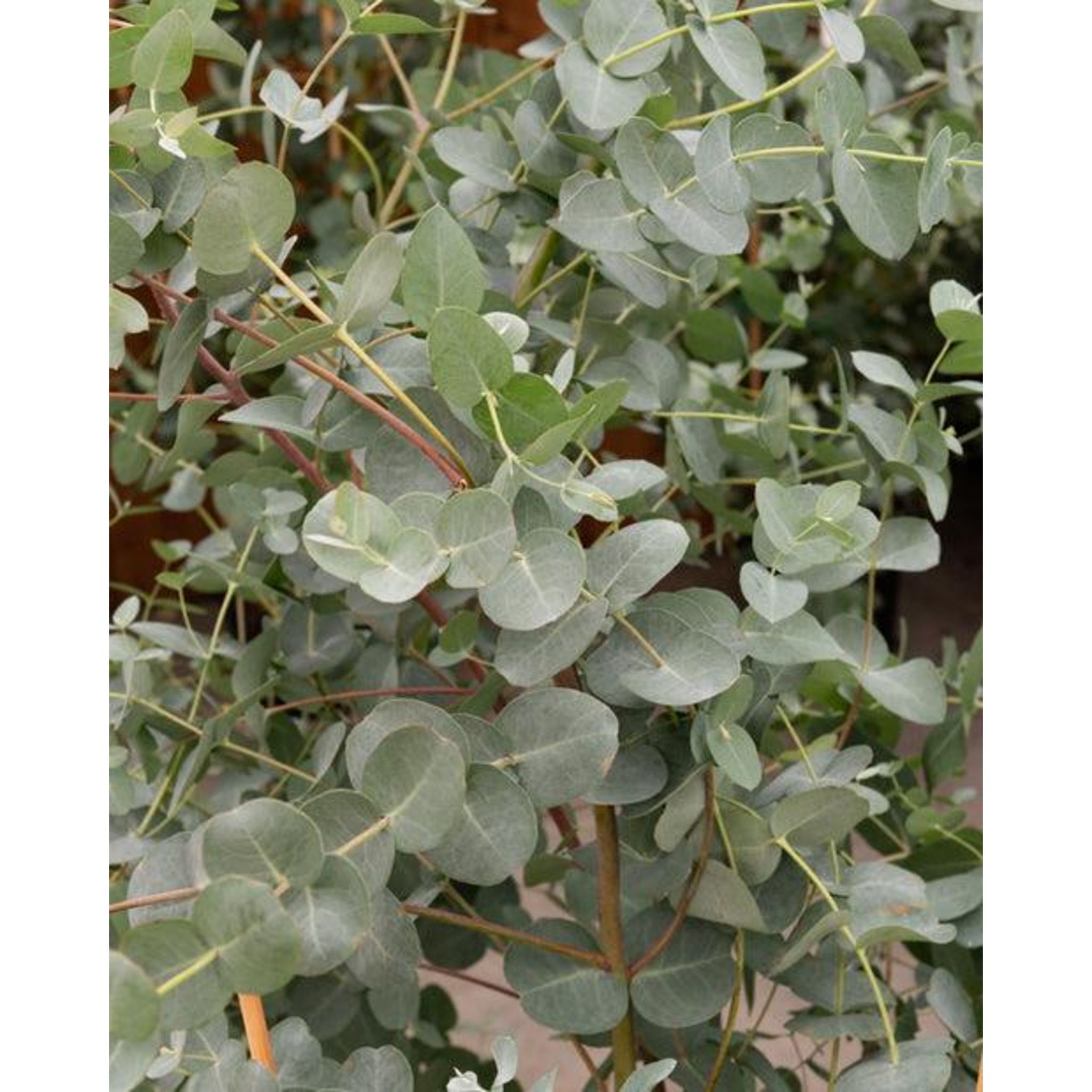 Eucalyptus - Gommier bleu - Vente en ligne de plants de Eucalyptus -  Gommier bleu pas cher