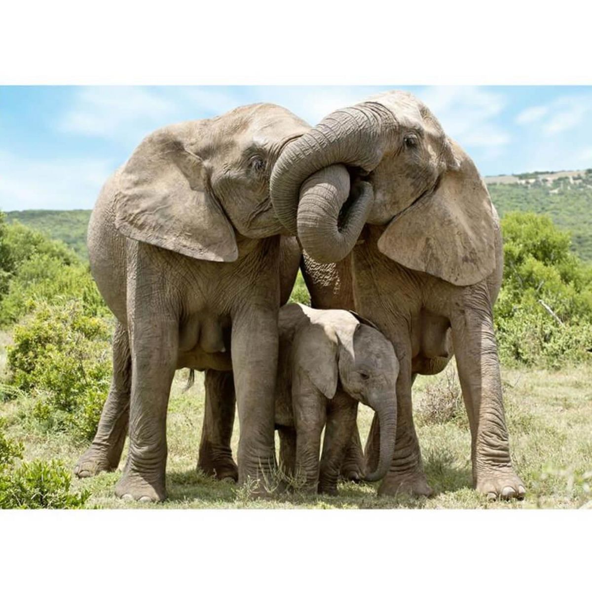 DINO Puzzle 1000 pièces : Famille Elephant