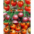 Willemse Collection de Tomates cerises - Lot de 3 sachets de graines. - Willemse