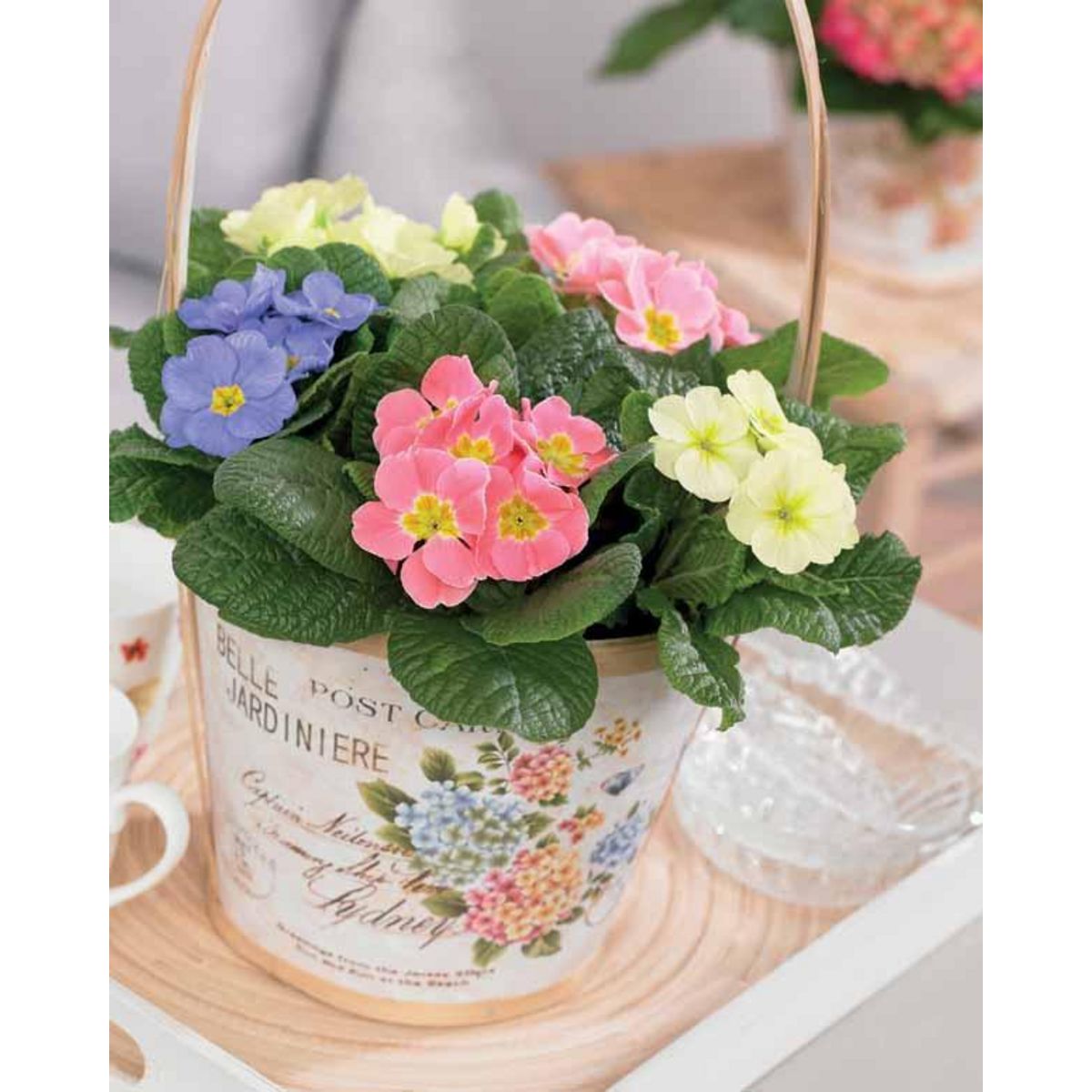 Willemse Le Piege à éviter à Tout Prix Willemse Primevères pastel en mélange - Le paquet de 3, pot de 10,5 cm. -  Willemse pas cher - Auchan.fr