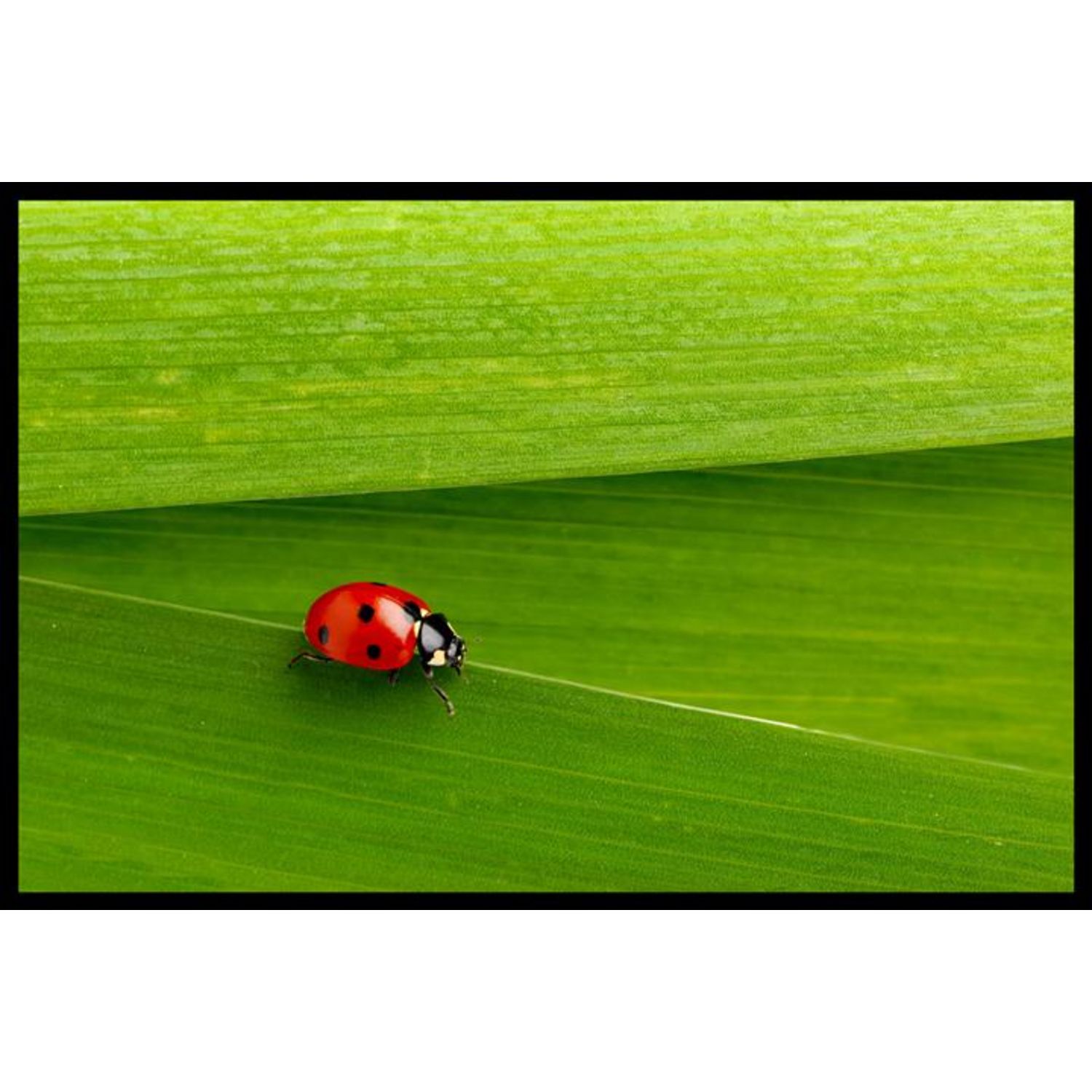 Paillasson absorbant Coccinelle pas cher Auchan.fr