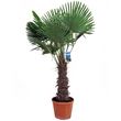 Palmier De Chine Pot 45L Haut. 175/200cm 