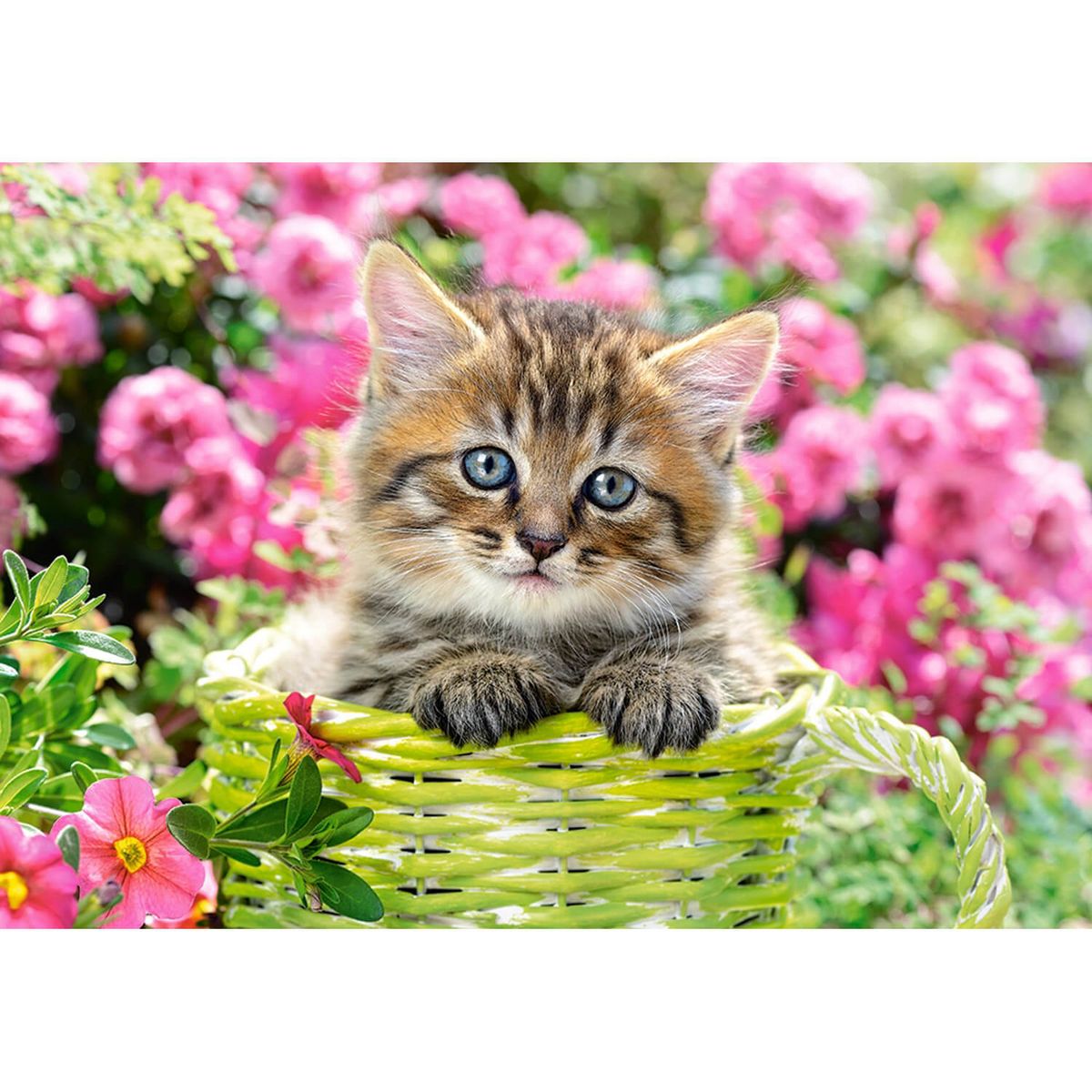 Puzzle 500 pièces : Chaton dans la prairie - Ravensburger - Rue