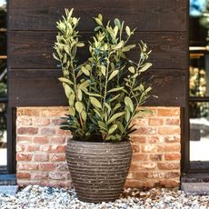 Capi Pot a fleurs Nature Row conique 42x38 cm Vert olive