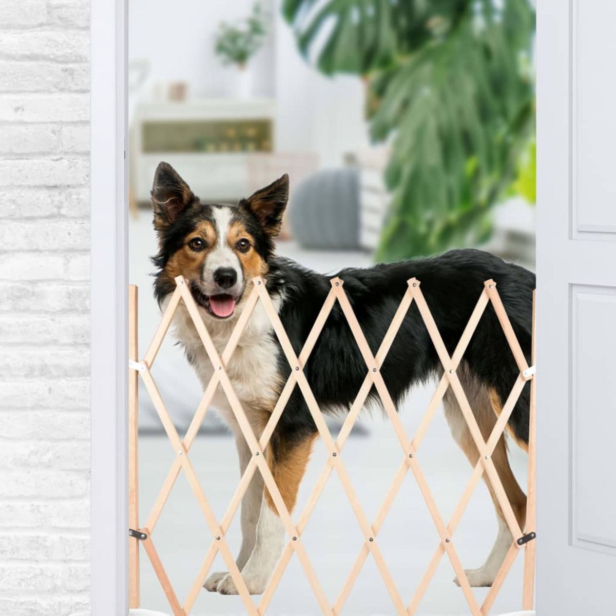 Barrière extensible pour chien