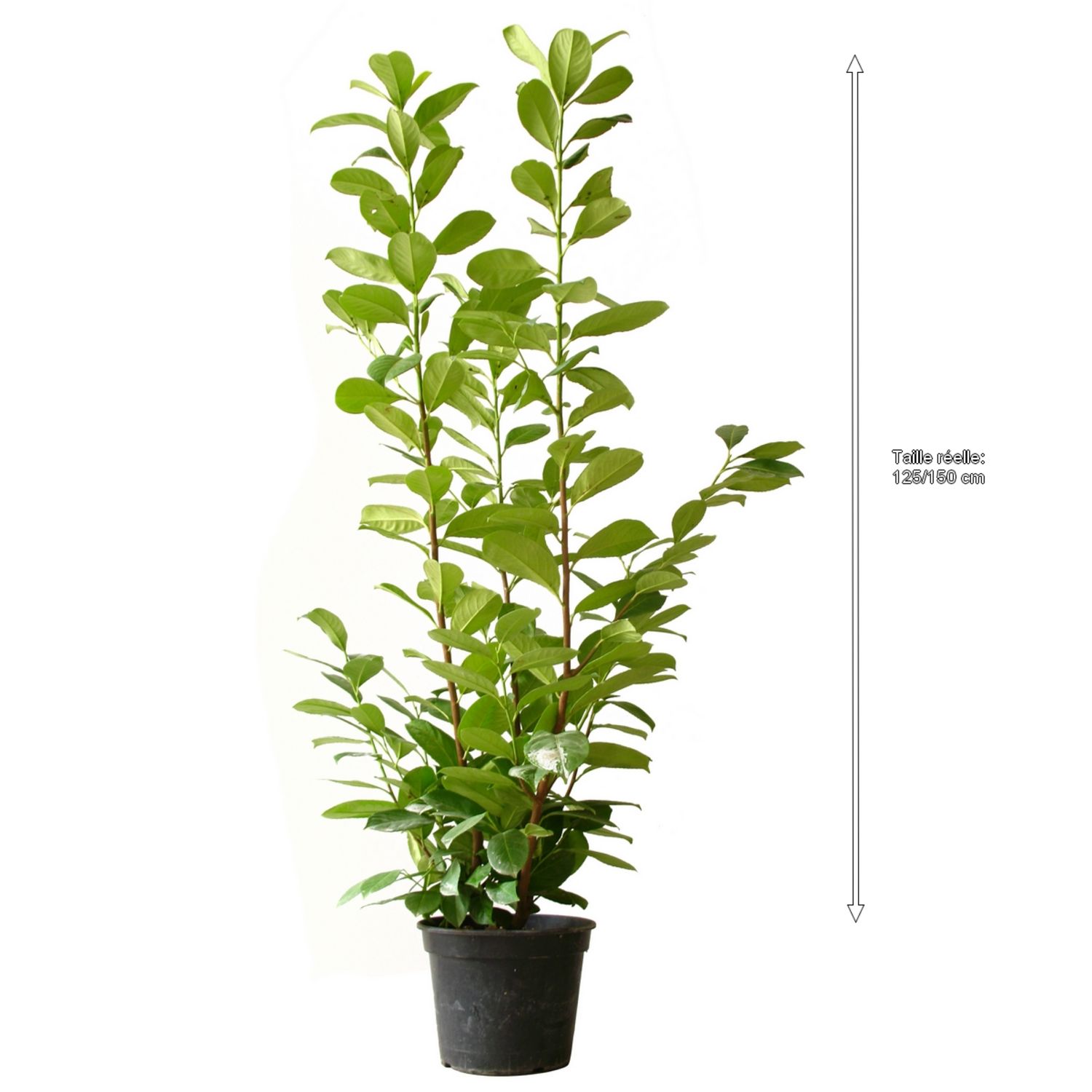 Laurier 150 / 175 cm, Prunus, Arbustes pour haies, pas cher