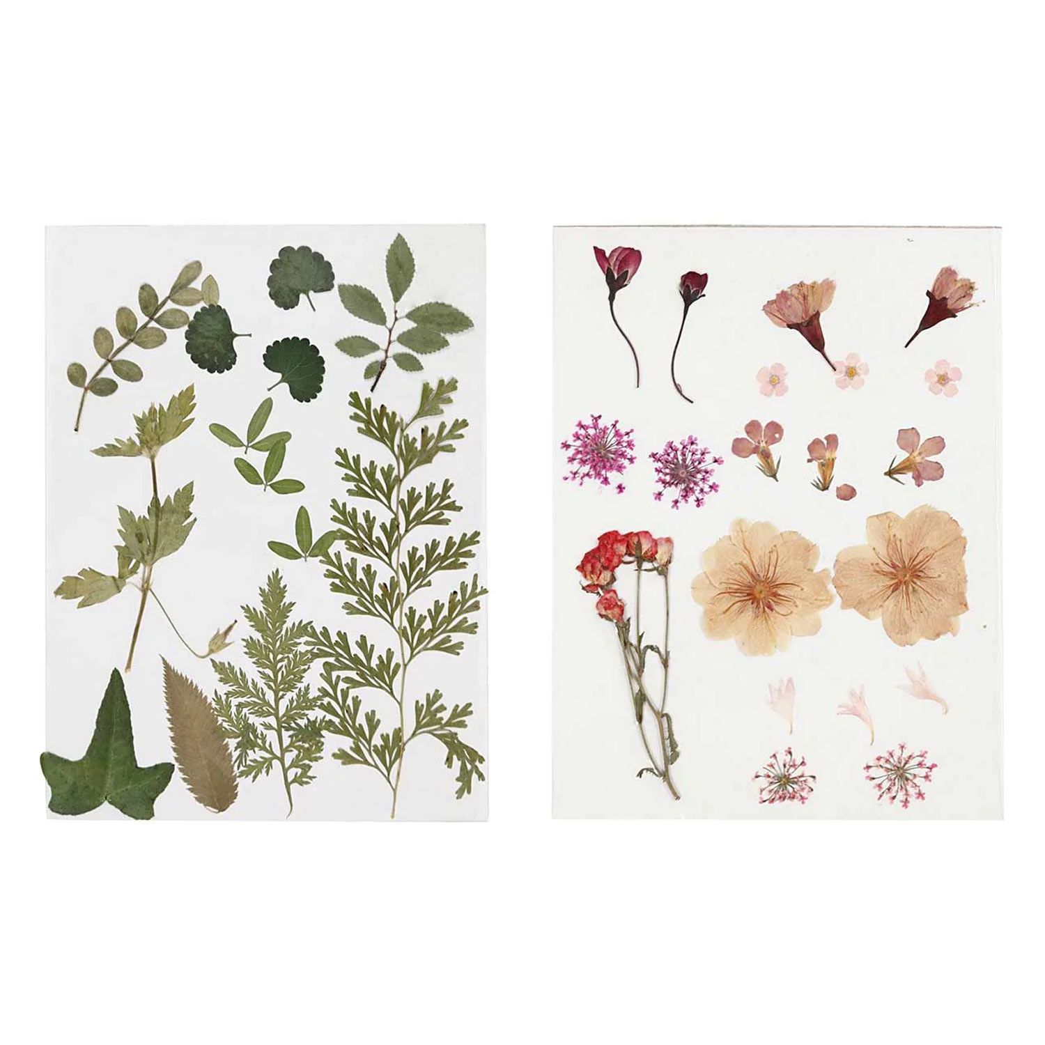 Rayher Assortiment de fleurs séchées