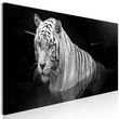 Tableau  Shining Tiger Black & White Narrow . Coloris disponibles : Multicolore