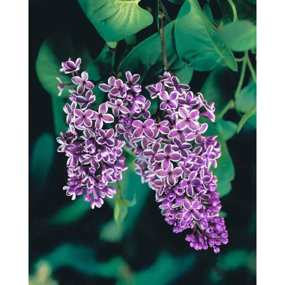 Lilas Sensation - Le pot de 2 L. Hauteur livrée 25-30 cm. - Willemse ...