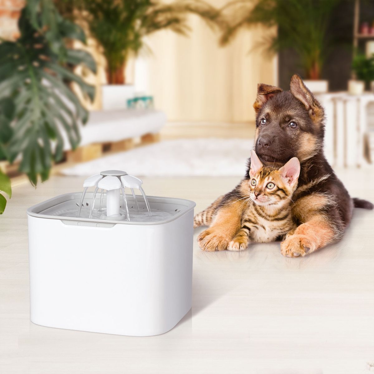 Piscine jets d'eau pour chien - Chiens & Chats Boutique