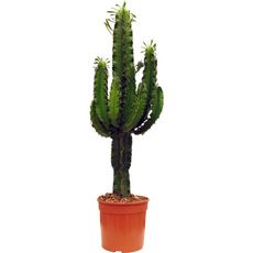 Cactus Euphorbia Eritrea 21 cm