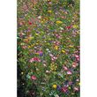 Willemse Mélange fleurs des champs (30 g)