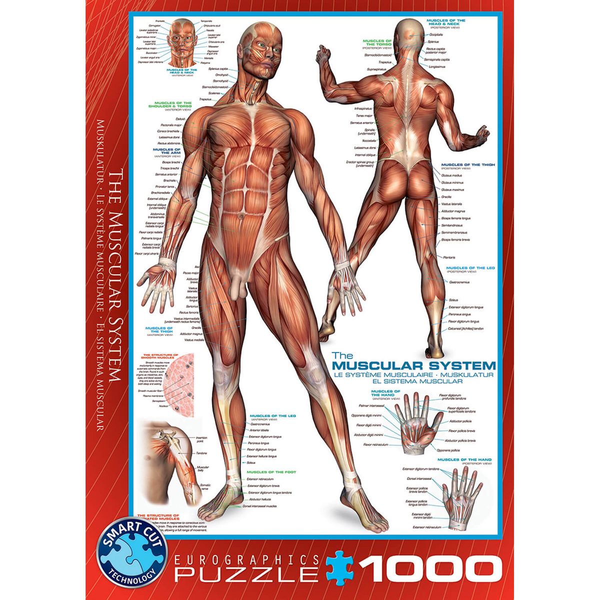 Eurographics Puzzle 1000 pièces : Système musculaire