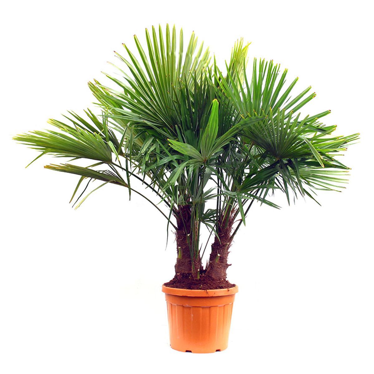 Mélange pour palmiers d'extérieur - Mélange de 6 - Pot 15cm - Hauteur  50-70cm - FloraStore