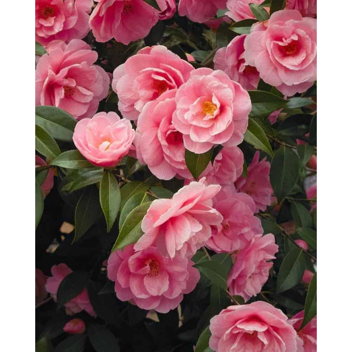 Willemse Camélia du Japon à fleurs doubles rose pas cher à prix Auchan