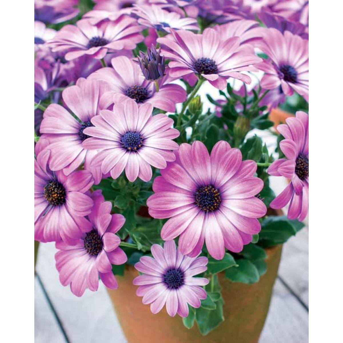 Willemse Le Piege à éviter à Tout Prix Willemse Marguerite du Cap Pink flave - Le paquet de 3 en pots de 10,5 cm.  - Willemse pas cher - Auchan.fr