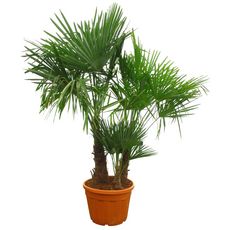 Palmier chanvre ou palmier de chine- multitroncs -Chamaerops excelsa