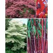  Collection d'arbustes pour jardin japonais - Les 3 pièces en pots de 1,5 et 2 L. - Willemse