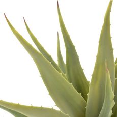 Plante artificielle avec pot Yucca Vert 60 cm