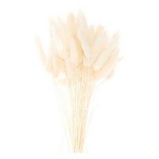 Lagurus séchés blanc - 45 cm