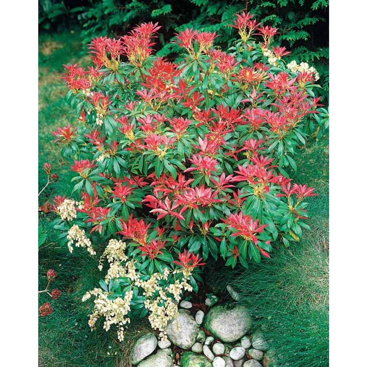 Pieris Forest flame - Le pot de 2 L. Hauteur livrée 20-25 cm ...