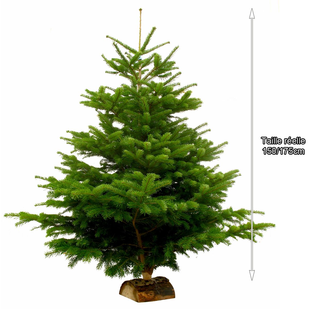 Sapin de Noël Nordmann coupé 150 à 175 cm pas cher - Auchan.fr