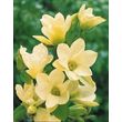  Magnolia Yellow Lantern - La pièce, pot de 2 L. Hauteur livrée 25-30 cm. - Willemse
