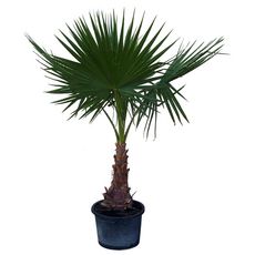 Palmier Washingtonia robusta