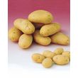 Willemse Pommes de Terre : variétés pour 6 mois de récolte - Le paquet de 80 plants dont 5 gratuits - Willemse