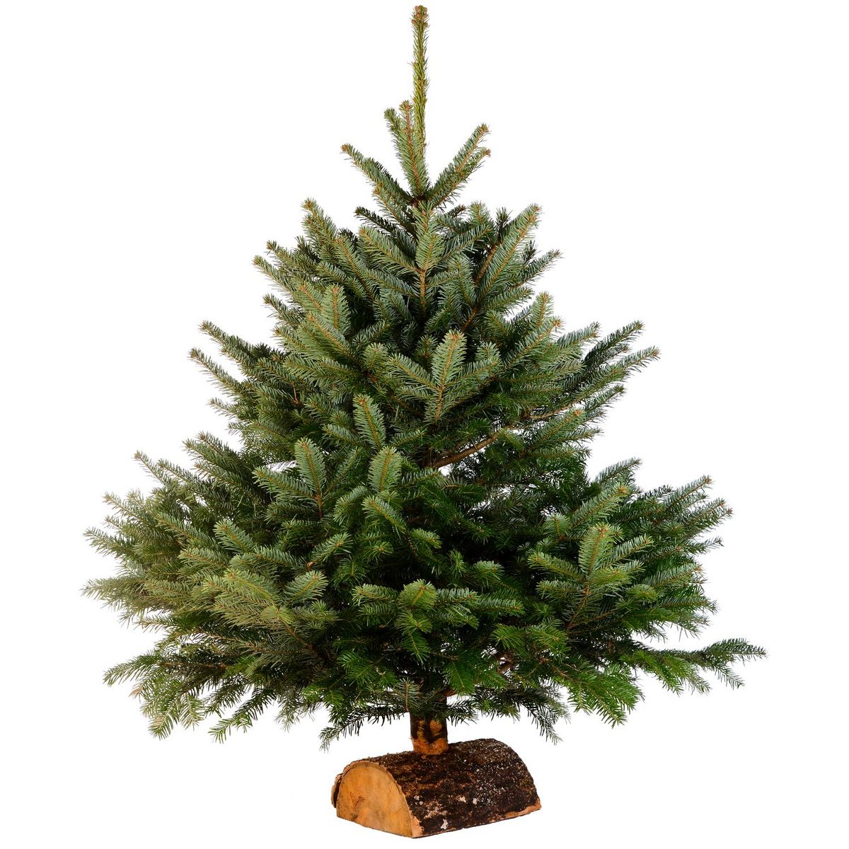 Sapin Nordmann premium + bûche 80/100cm 1 pièce pas cher - Auchan.fr