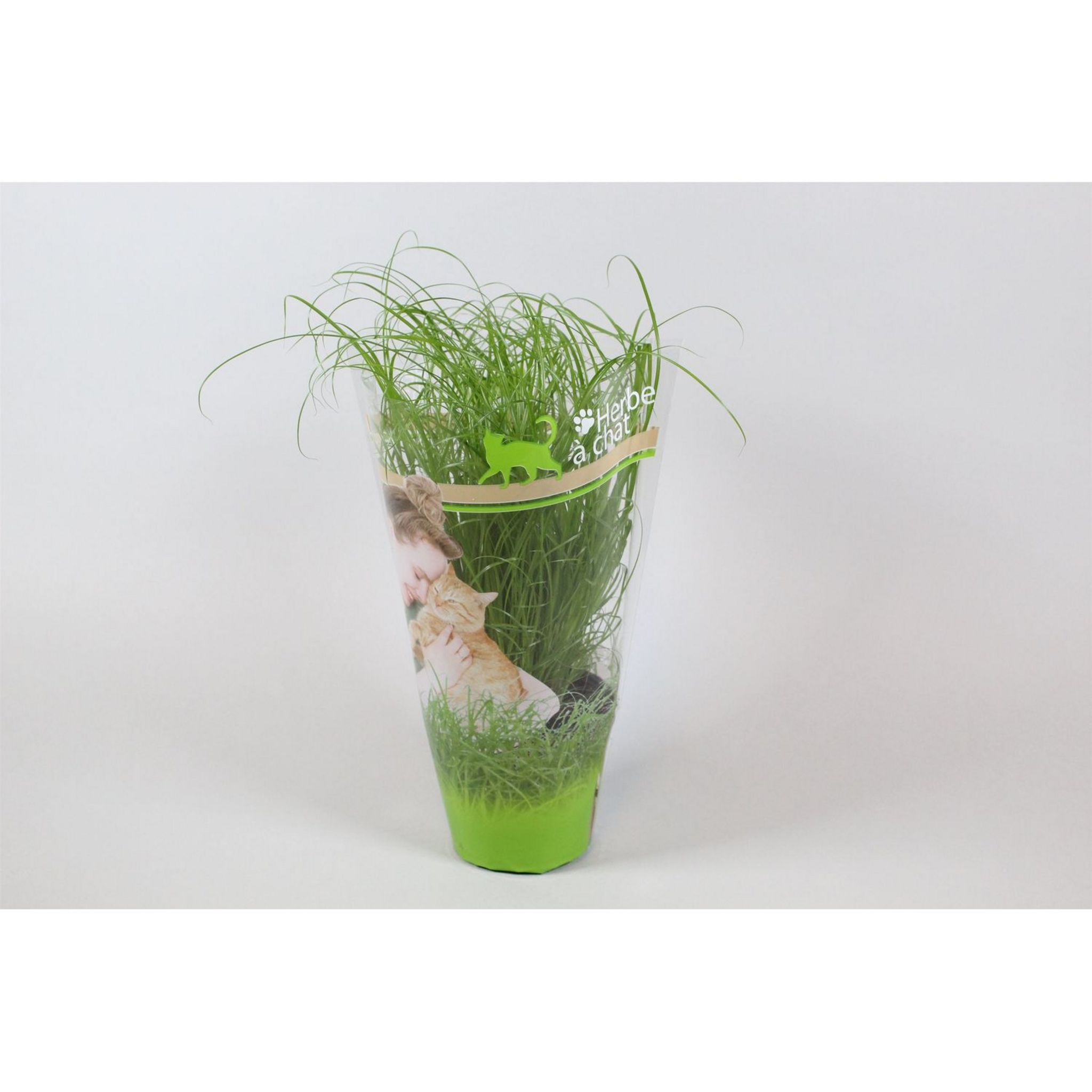Herbe à chat BIO pot de 10,5cm - Gamm vert
