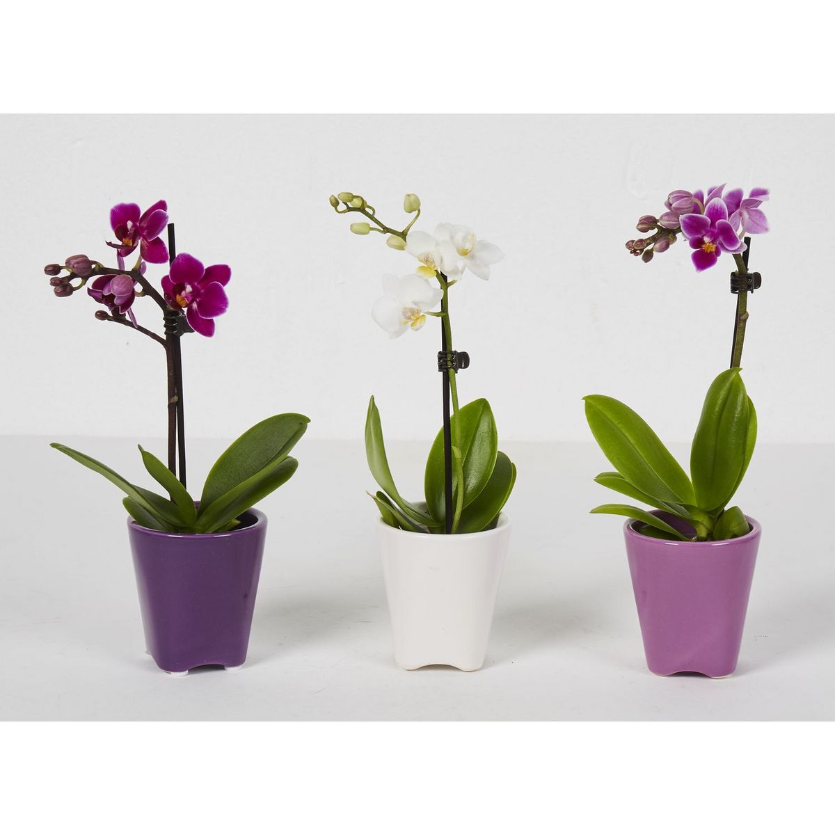 Fleurs - Orchidée 1 branche pot en céramique 1 pièce