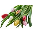 FLEURS Bouquet de 7 tulipes arlequin 1 bouquet