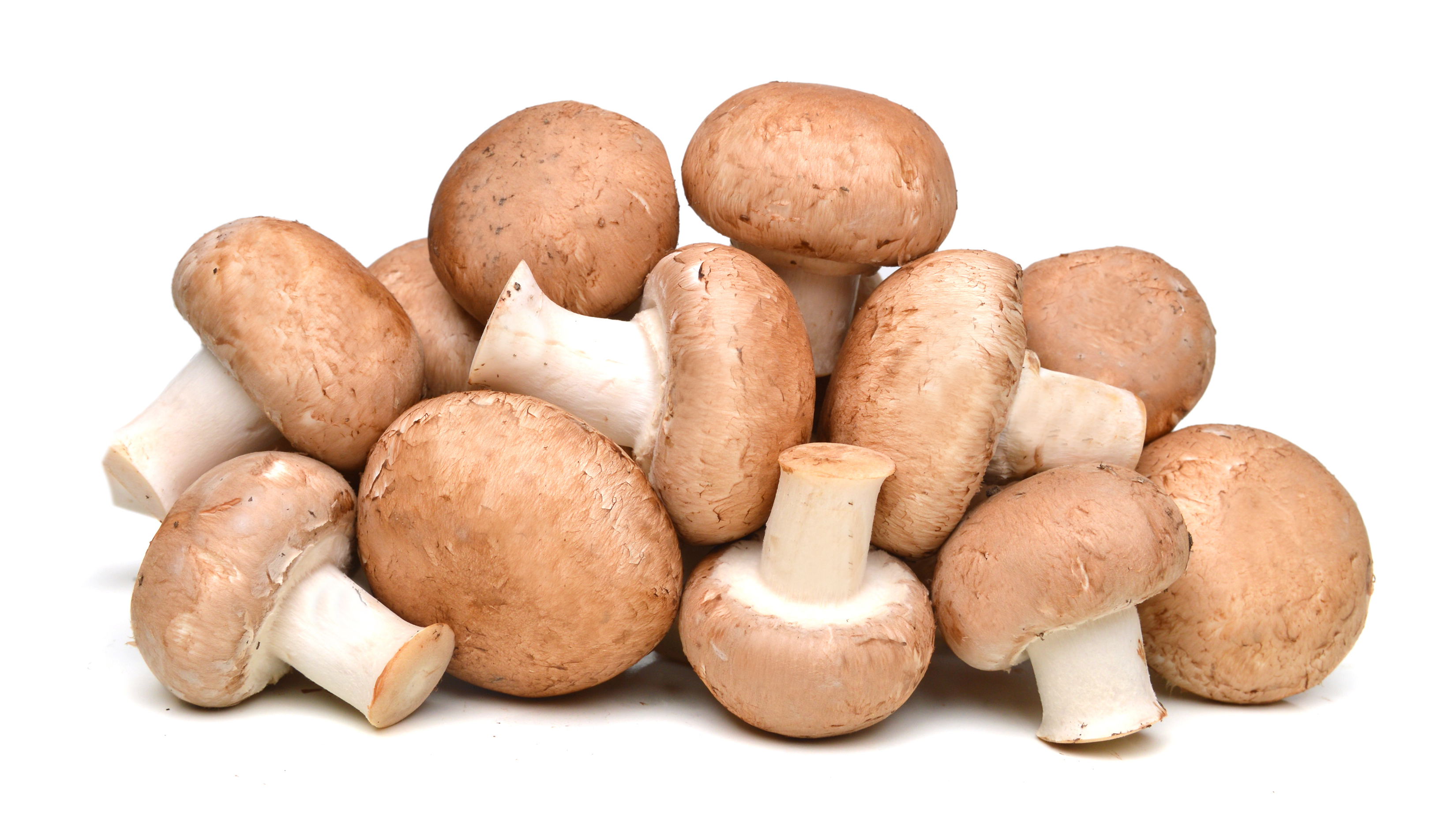 Le Champignon brun 500g