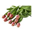 Bouquet de 9 tulipes arlequin 1 bouquet