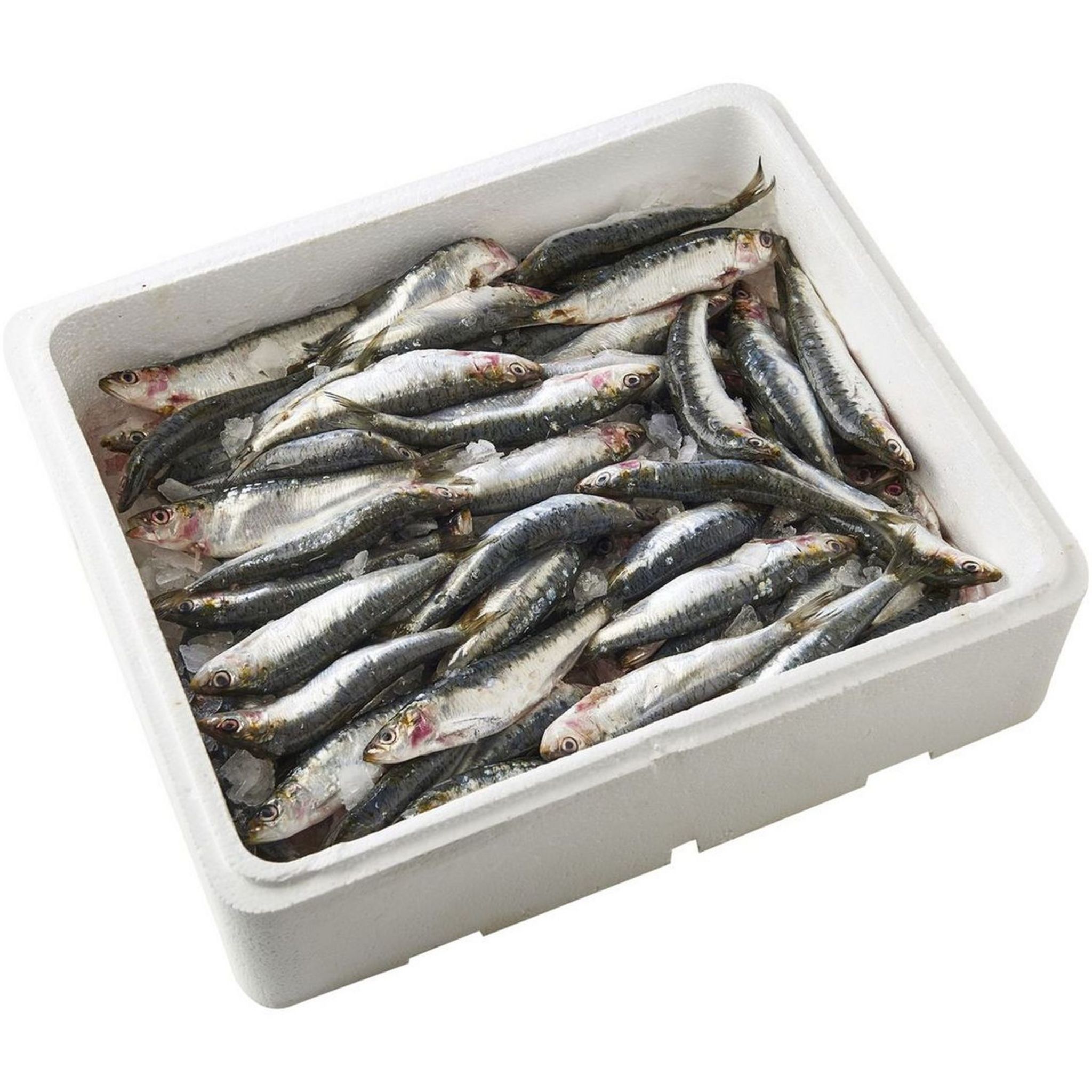 Sardines -  - l'encyclopédie écologique