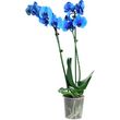 Fleurs - Orchidée 2 branches bleu royal 1 pièce
