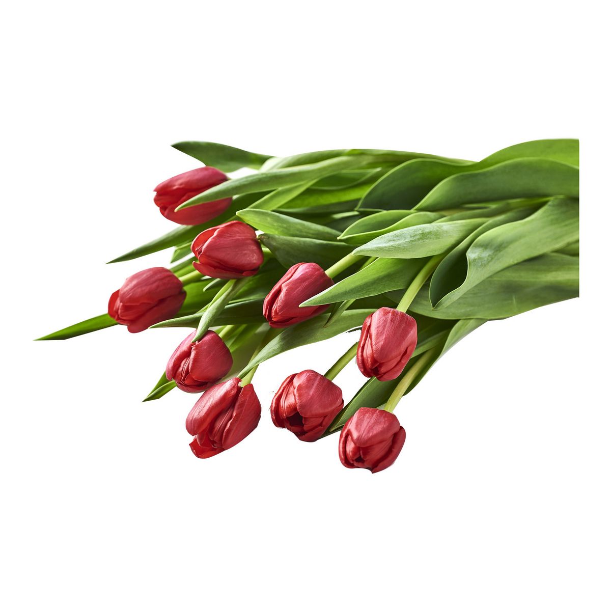 Descubra 100 kuva bouquet de tulipes prix - Thptnganamst.edu.vn