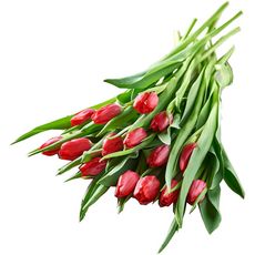 Fleurs - Bouquet de 15 tulipes rouges  1 pièce