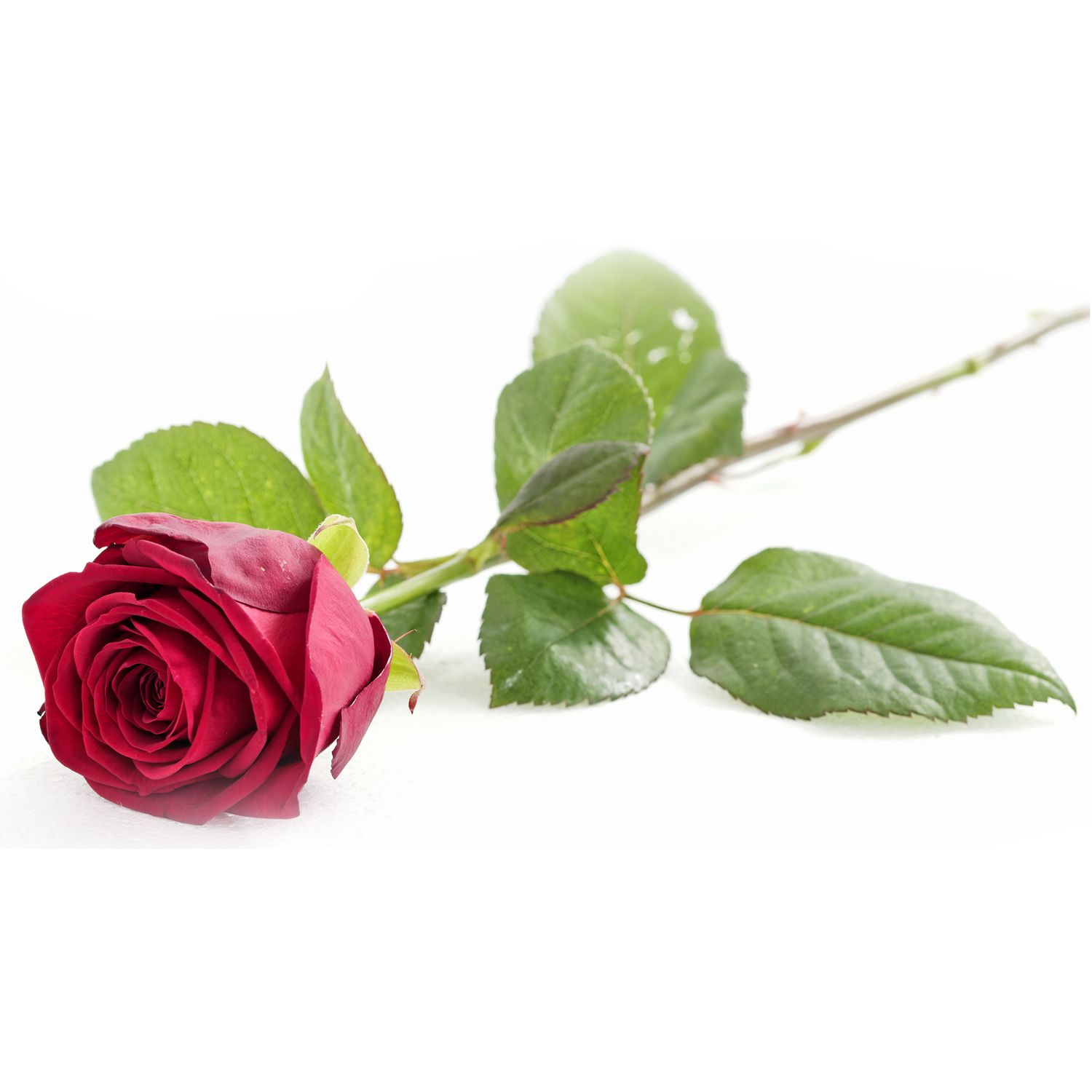 Combien Coute Une Rose Chez Un Fleuriste Rose à l'unité 1 pièces pas cher à prix Auchan