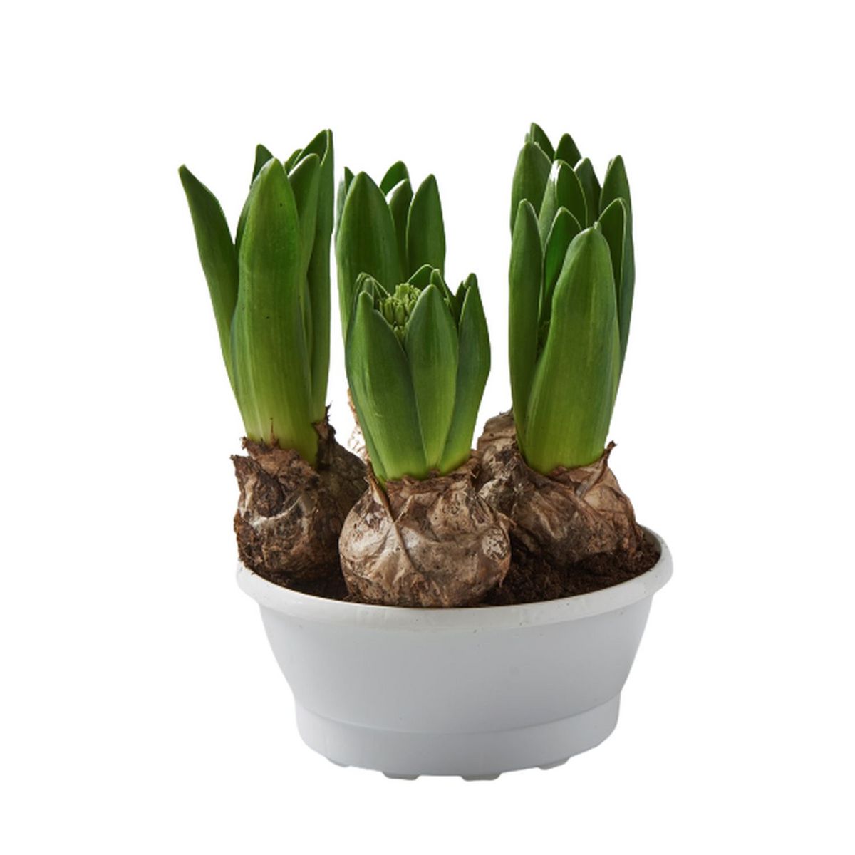 FLEURS Coupe de 5 jacinthes blanches 1 pièce