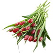 FLEURS Bouquet de 14 tulipes rouges 1 bouquet