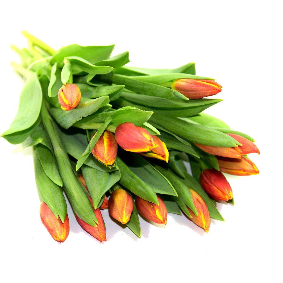 FLEURS Bouquet de 14 tulipes bicolores 1 bouquet